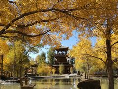 -金塔沙漠胡杨林景区
