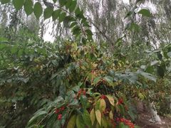 -大兴滨河森林公园