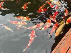 -香麒园·过桥米线·南湖雅宴
