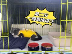 -喜多萌中农锦绣动物医院24H·猫科·牙科MRI·CT