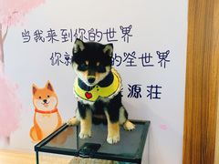-柴源莊·柴小宠柴犬咖啡