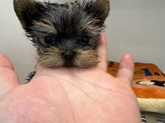 -萌宠之家·腊肠犬·马尔泰·小体犬舍