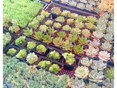 -金陵花卉交易市场