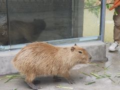 -东莞香市动物园