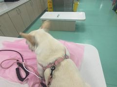 -北京观赏动物医院·24小时大型综合·猫专科·异宠专科