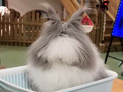 -藦茜花园宠物主题亲子互动体验馆(国顺东路店)