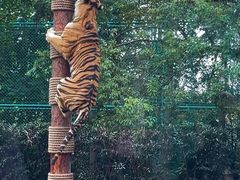 -上海野生动物园老虎餐厅