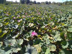 -羊亭河湿地公园