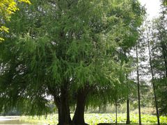 -南宁良凤江国家森林公园