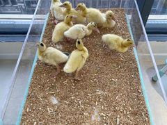 -怪兽屋·羊驼·猫咖·狗咖(俊华广场店)