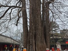 -潭柘寺景区