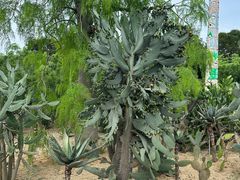 -东莞植物园