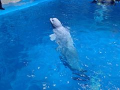 -海合安青岛极地海洋公园