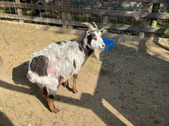 -神户市立六甲山牧场