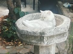 -喵屿·大理花园猫咖