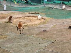 -西霞口神雕山野生动物世界