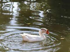 -苏州文庙(姑苏区)