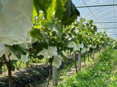 -马陆小张葡萄园农家乐