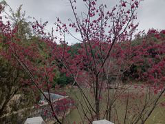 -九鲤湖风景区