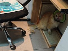 -御宝贝·A梦猫科宠物医院(国际猫友好医院)