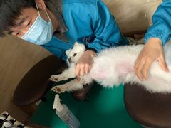 -安安宠医·安宠宠物医院