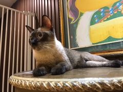 -more than meow吴止猫主题餐厅(承德 中船汇店)