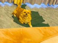-爱佳宠物中心医院24H·CT·骨外科·猫专科(瑶海万达店)