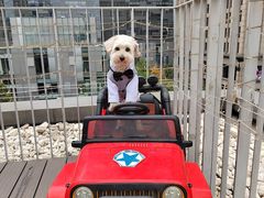 -百好乐宠物友好餐厅(朝外大街店)