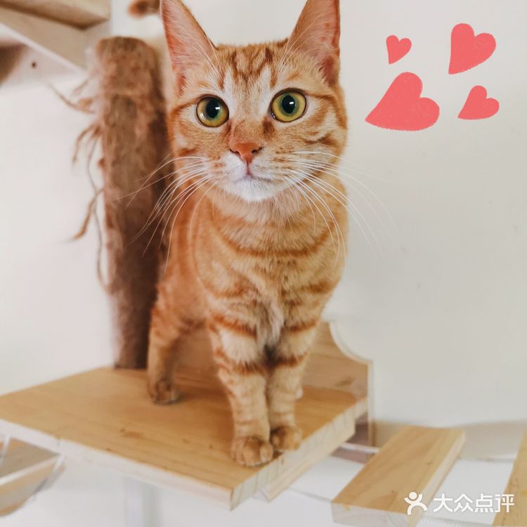 萌宠介绍#明星猫 姓名：嫩嫩  品种：中华田园猫/橘
