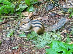-五营红松林海景区