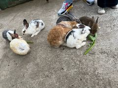 -前小桔亲子创意农场·草莓采摘·露营烧烤