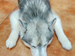 -more than meow吴止猫主题餐厅(承德 中船汇店)