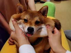 -逗柴咖啡屋·狗咖猫咖宠物桌游