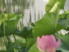 -莲花池公园
