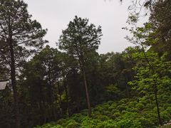 -铁山坪森林公园