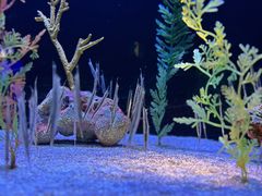 -上海海洋水族馆