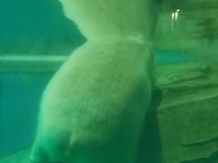 -泉城欧乐堡海洋极地世界