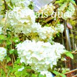 繁花似锦觅安宁