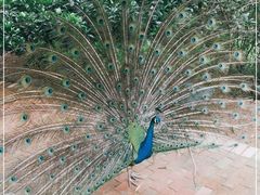 -泉州海丝野生动物世界