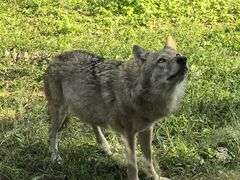 -大连森林动物园