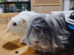 -藦茜花园宠物主题亲子互动体验馆(国顺东路店)