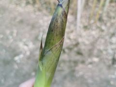 -春兰国宾馆(凤城河风景区老街店)