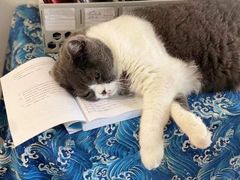 -猫音日语留学培训