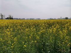 -汉长安城未央宫国家考古遗址公园