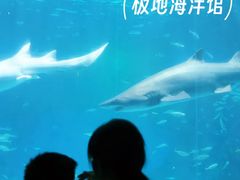 -海合安成都极地海洋公园