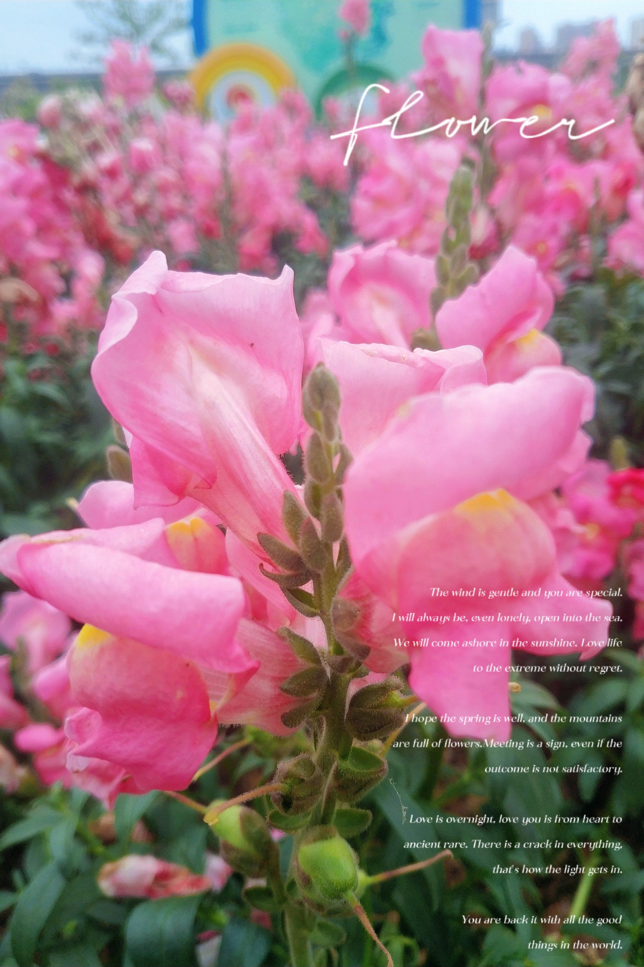 城市公园图鉴 |一串串花朵串成花串串