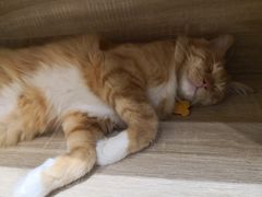 -藏猫猫咖啡主题馆(中央大道店)