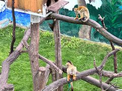 -西霞口神雕山野生动物世界