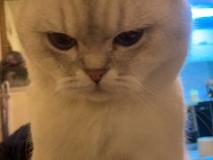 -瑞派名望志远动物医院·猫科·內科·异宠专科(直港大道店)