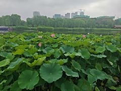 -西海子公园